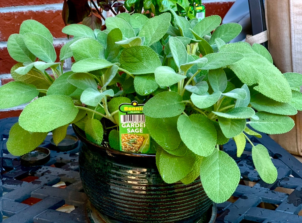 The herb sage in a pot.