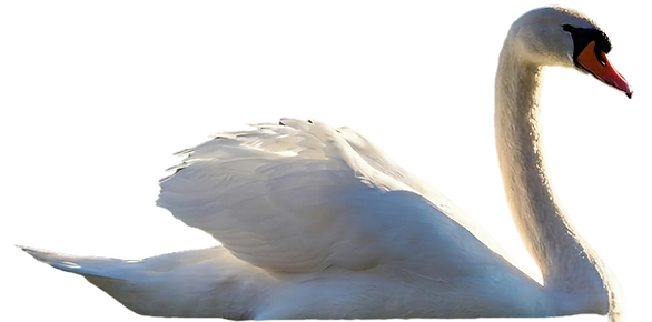 Mute Swan Gliding In Calm Water At Golden Hour.png