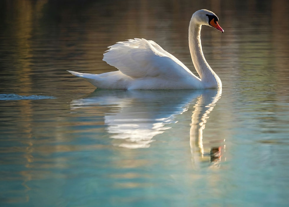 Mute Swan Gliding In Calm Water At Golden Hour_edited.jpg
