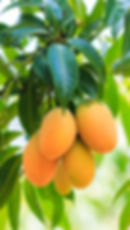 card img1.jpg