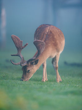 Czech republic2020-07.12.Wildlife - DSC_9607.jpeg