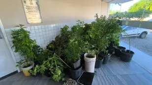 Polícia Militar apreende cerca de 80 pés de maconha em Natal