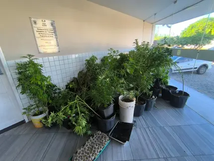 Polícia Militar apreende cerca de 80 pés de maconha em Natal