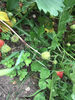 Strawberries on the allotment