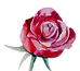 rose 3