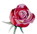 rose 3