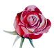 rose 3