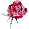 Rose 3