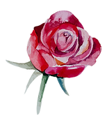 Rose 3