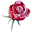 rose 3