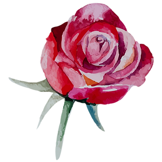 Rose 3