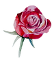 yoni erotic massage for women bangkok