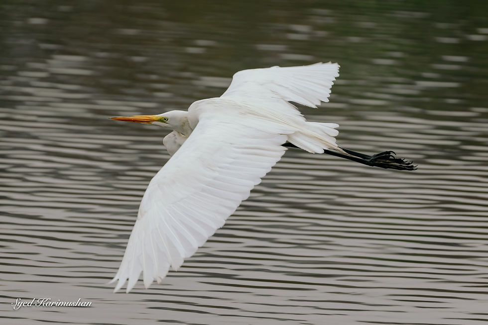 bird flying.jpg