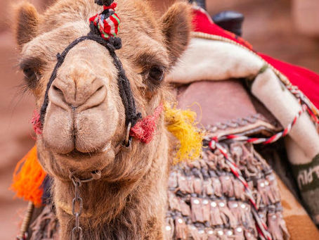 La importancia del camello en el pesebre