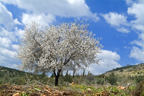 Under The Oak And Terebinth Trees