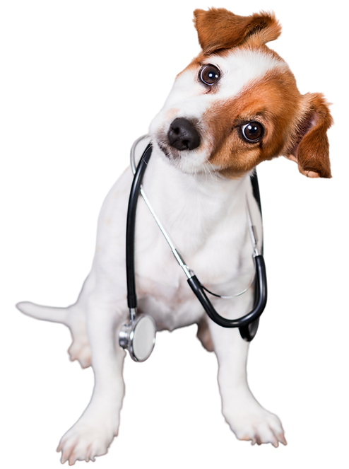 Destaques Booth (19).png