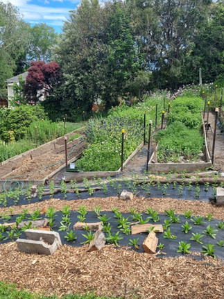 Freshly planted flower beds on a micro flower farm in dunedin nz