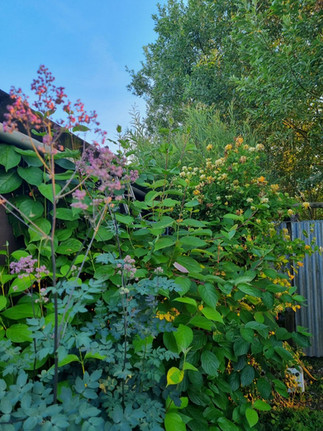 A shady garden below some willow trees