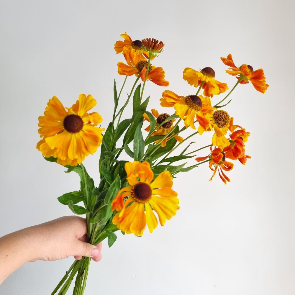 Helenium 'Waltraut'