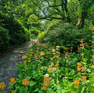 A shady garden pathway with primulas
