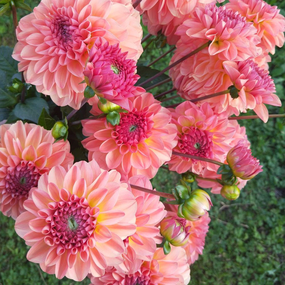 Dahlia 'Sebastian' Tuber