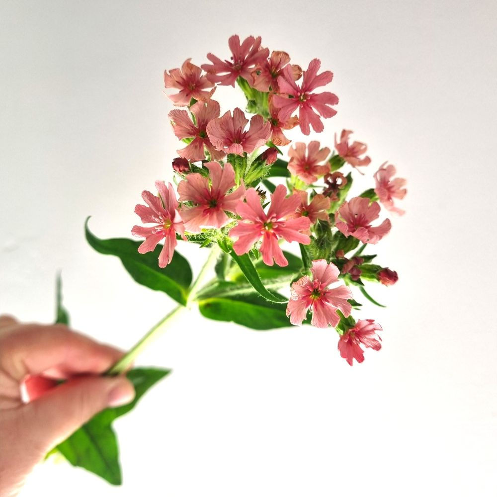 Lychnis chalcedonica ‘Carnea’ (Maltese Cross)