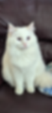 Screenshot_20241106-183207.png