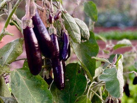 Want to grow delicious eggplants? Here’s how.