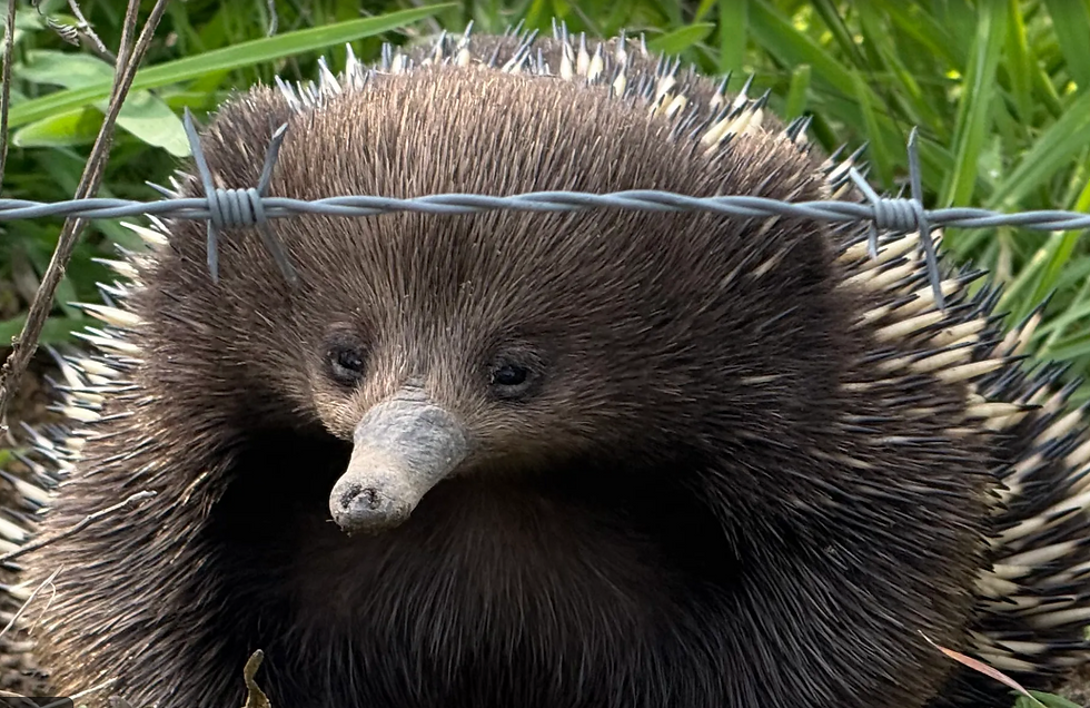 A close-up picture of a short-nosed echidna on the property of The Ridge House