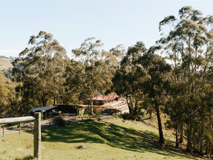 Sunlit rural hillside with tall eucalyptus trees, a small farmhouse, and grassy paddocks under a clear sky.