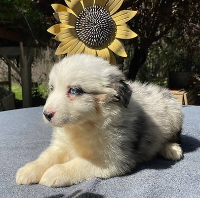 Daisey.jpeg