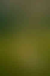 Switzerland elopement location Lake Seaalpsee, a guide to plan your Switzerland elopement by a Switzerland elopement photographer 