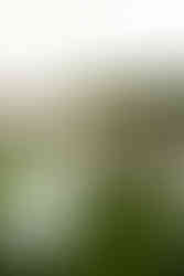 summer english garden wedding inspiration, Dorset wedding photographer, uk roaming band 