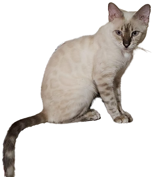 LITTLE.png