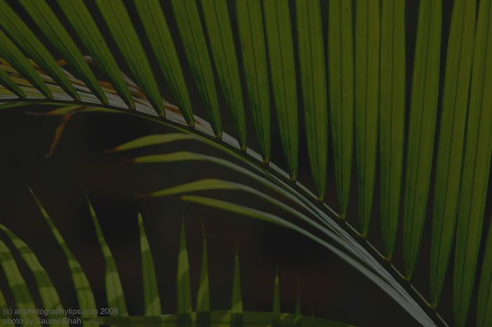 palm_patterns_1_edited.jpg
