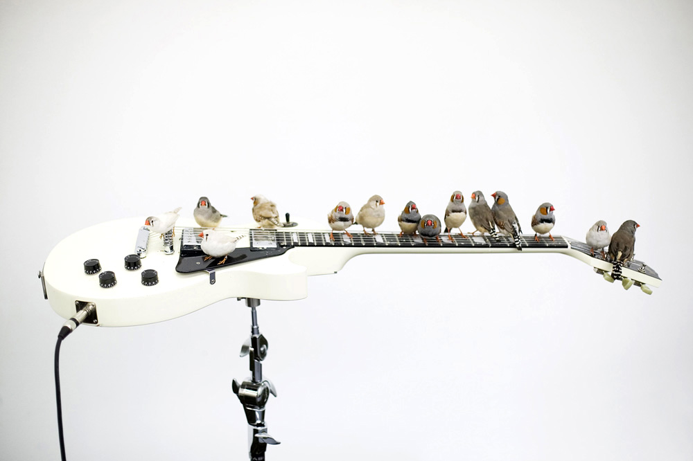 CÉLESTE BOURSIER-MOUGENOT, Trees, Bowls & Birds