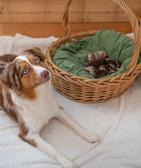 Vaiana u Welpis_2.jpg