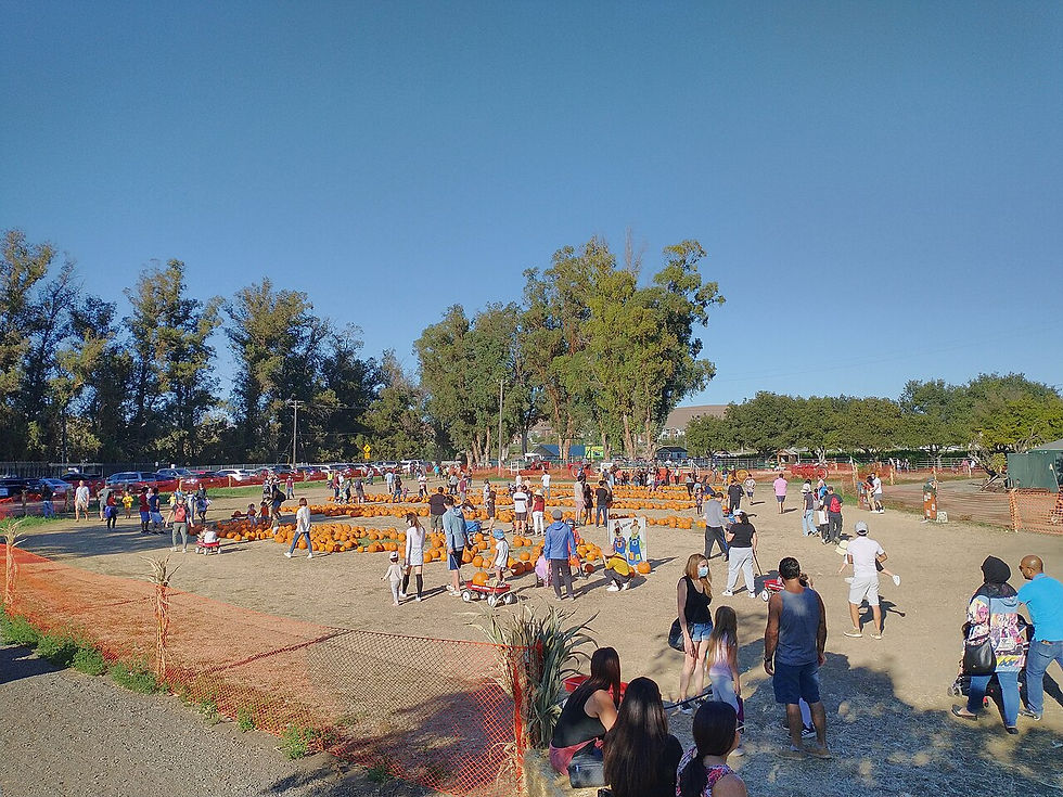 Visitors explore a pumpkin patch on a sunny day before Halloween