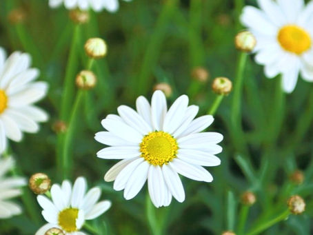 Why Daisies?