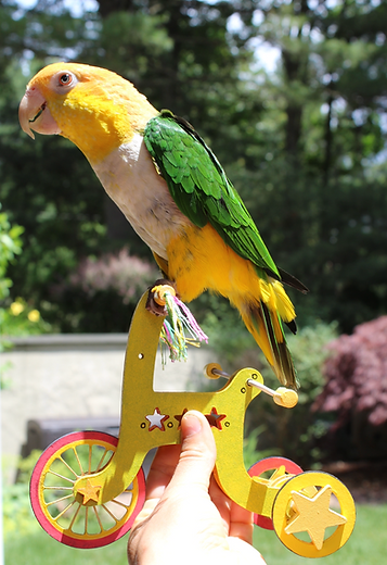 Screenshot 2025-09-19 at 8.11.11 PM.png