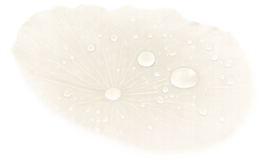 Lotus flower symbolism