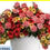 Thumbnail: Hanging baskets