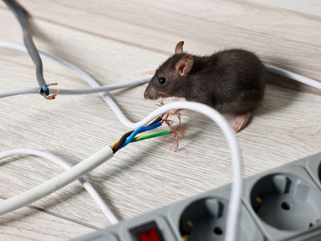 Szczur przegryzający kabel