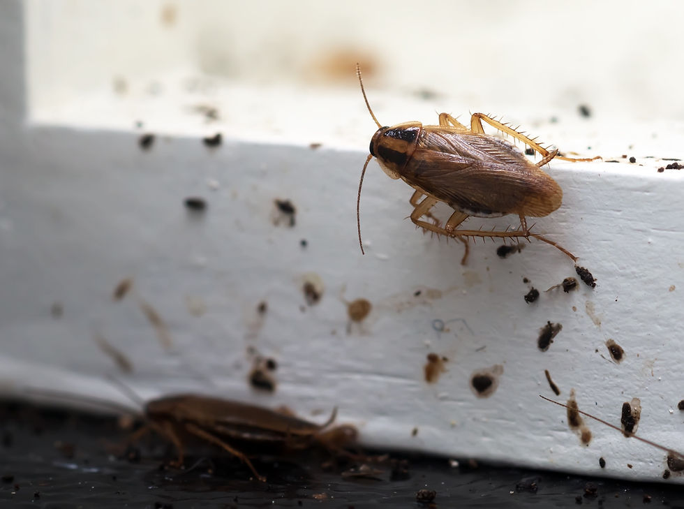 Cockroaches and their droppings