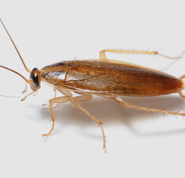 Profesjonalna-dezynsekcja-karaczana-prus