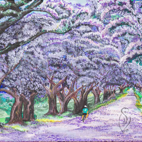 Jacaranda Lane.jpg