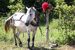 Chevaux décorés