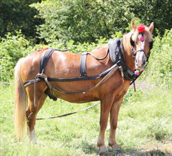 Chevaux décorés