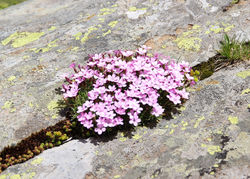 7 lacs de Rila