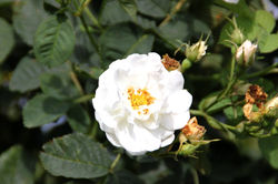 Rose blanche